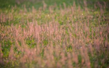 Background of grass on summer field - image #347321 gratis