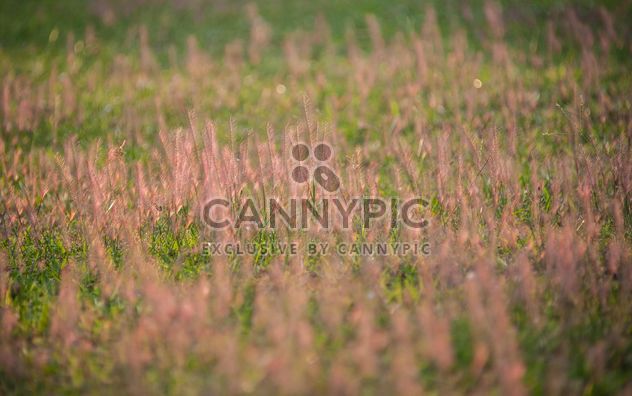 Background of grass on summer field - бесплатный image #347321