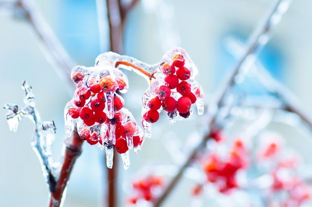 Rowan berries covered with ice in winter - image gratuit #347331 