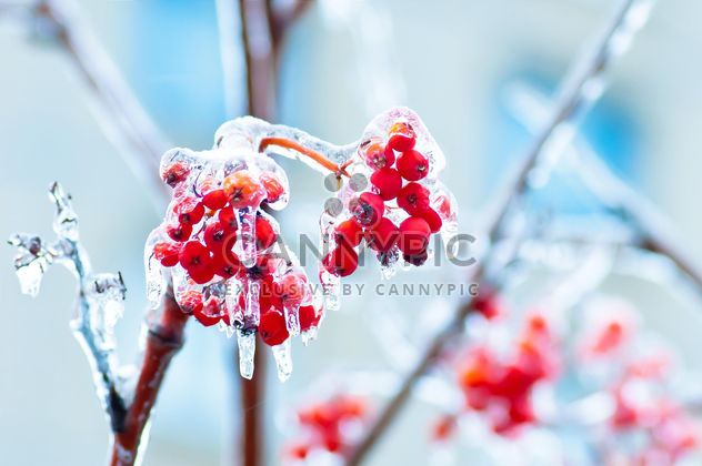 Rowan berries covered with ice in winter - image gratuit #347331 