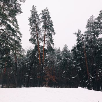 Amazing landscape with trees in winter forest - бесплатный image #347731