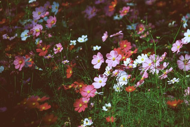 Colorful cosmos flowers in garden - Free image #347801