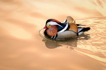 Mandarin Ducks - бесплатный image #347891