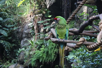 Military Macaw - бесплатный image #347901