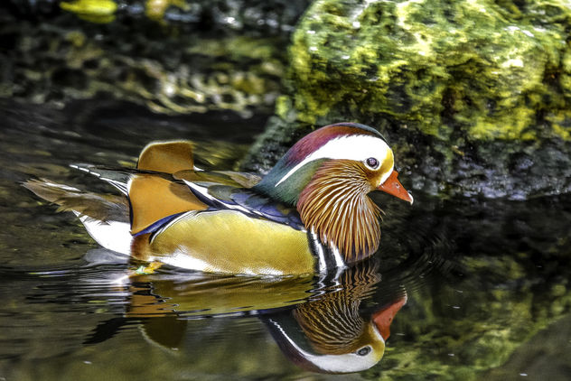 Mandarin Duck Reflected - image gratuit #348351 