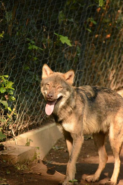 Grey wolf (Canis lupus) in zoo - image gratuit #348381 