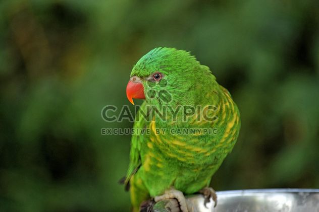 Beautiful green lorikeet parrot - image #348441 gratis