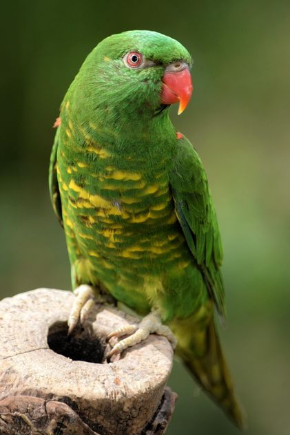 Beautiful green lorikeet parrot - image #348451 gratis
