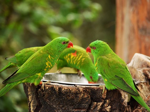 Group of green lorikeet parrots - Kostenloses image #348461
