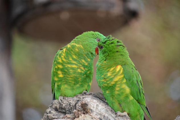 Pair of green lorikeet parrots - image #348471 gratis