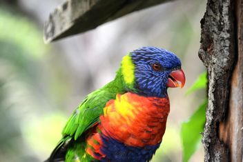 Tropical rainbow lorikeet parrot - бесплатный image #348481