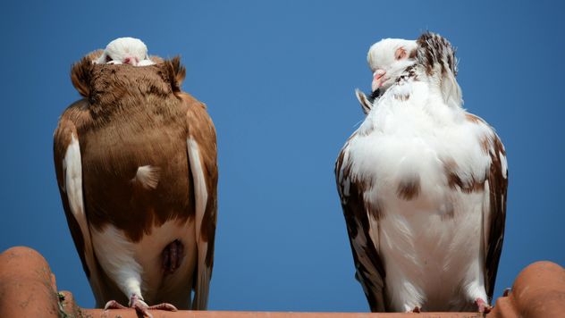 Pair of brown and white pigeons - Free image #348491