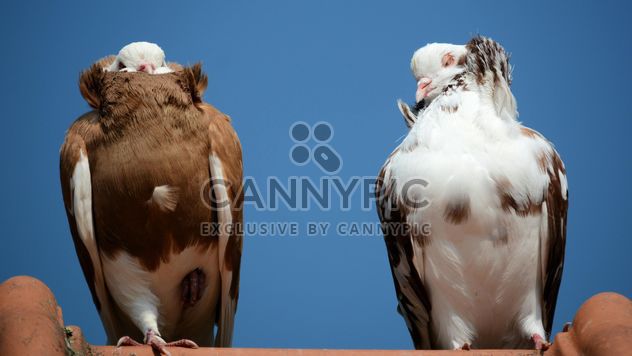 Pair of brown and white pigeons - бесплатный image #348491