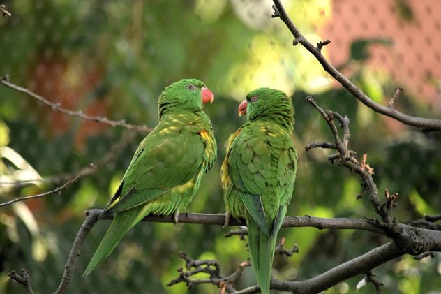Pair of green lorikeet parrots on branch - image #348521 gratis
