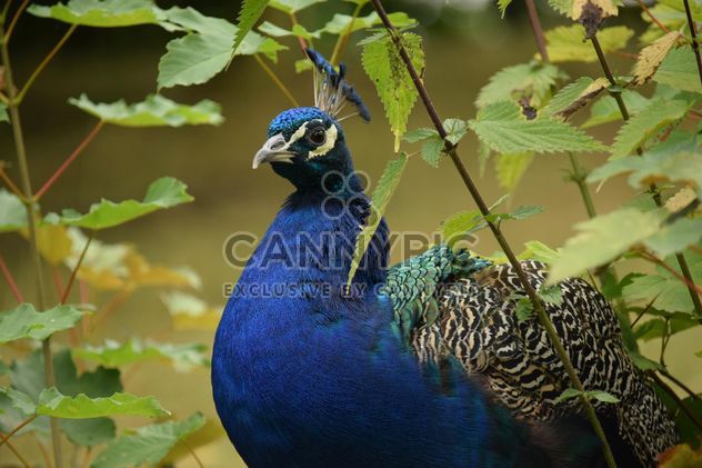 Portrait of beautiful peacock in park - бесплатный image #348581
