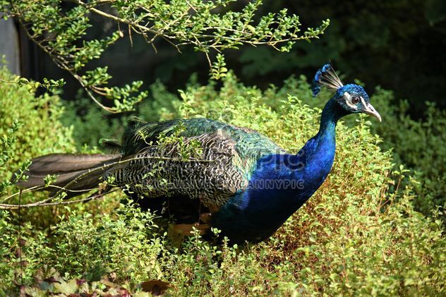 Portrait of beautiful peacock in park - бесплатный image #348591