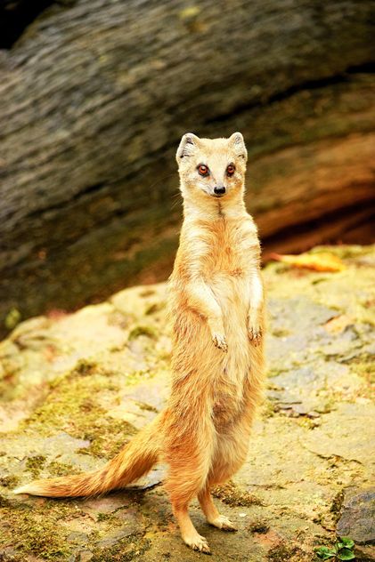 Cute mongoose standing on ground - Free image #348601