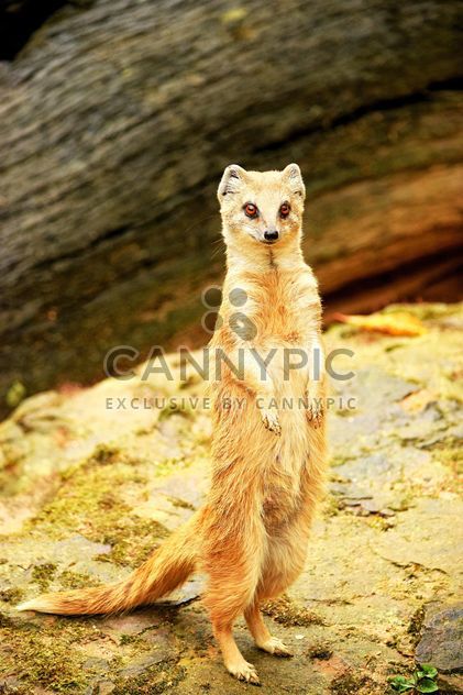 Cute mongoose standing on ground - image #348601 gratis