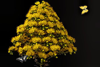 Flower triangle tree - image gratuit #348921 