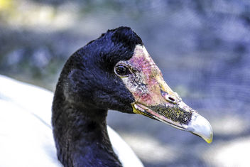 Magpie Goose Portrait - бесплатный image #350191