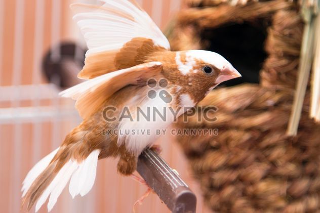 White-rumped Munia bird - image gratuit #350241 