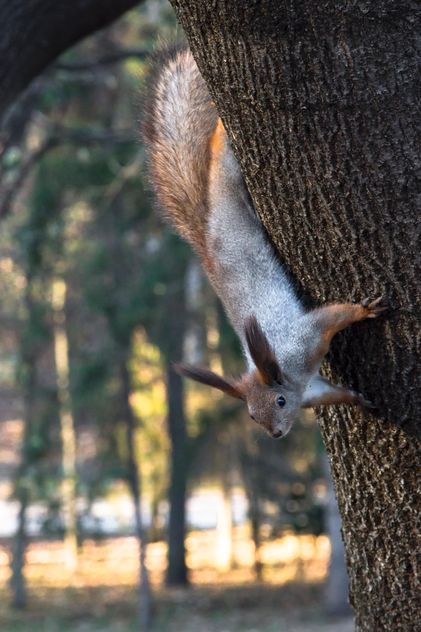 squirrel sitting on the tree - image gratuit #350291 