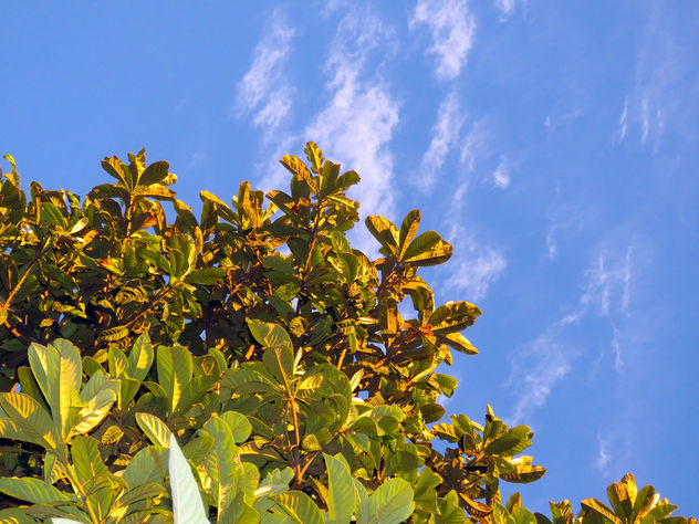 Medlar Tree Under Blue Skies - image gratuit #350811 