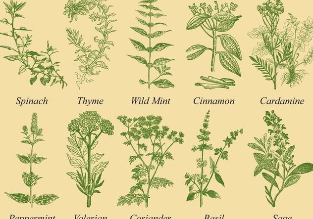 Spices And Herb Vectors - Kostenloses vector #352411