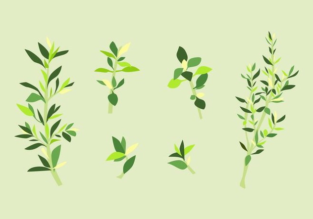FREE THYME VECTOR - Free vector #352571