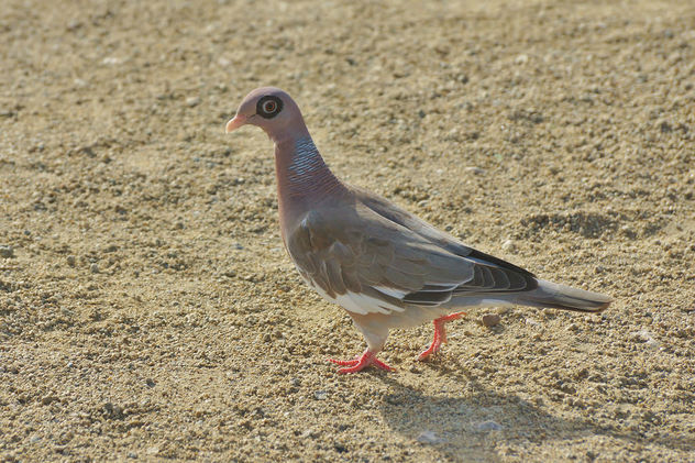 Pretty Little Dove In Aruba - image gratuit #355801 