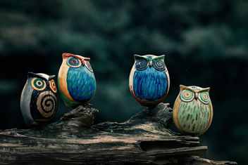 Owl Brothers - image gratuit #356671 