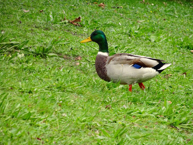 Walking duck - image gratuit #356691 