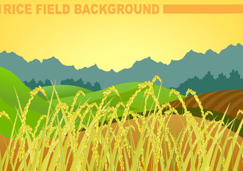 Rice Field Background Vector - бесплатный vector #357711