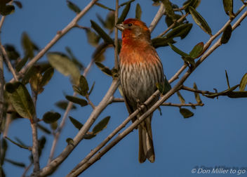 Male House Finch - Free image #357891