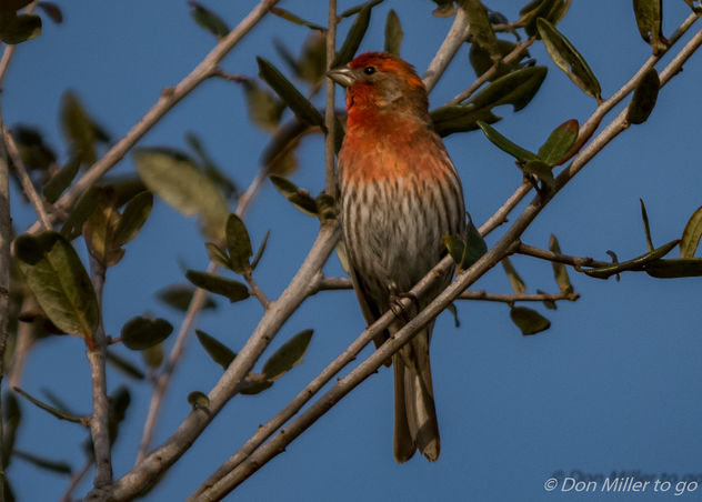 Male House Finch - Kostenloses image #357891