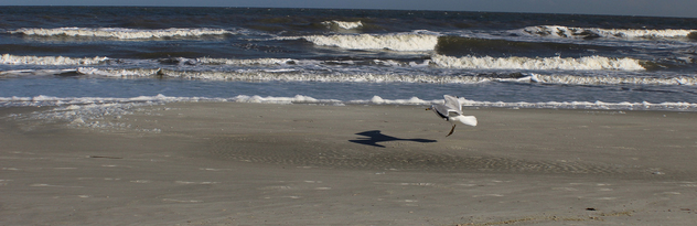 A Seagull and his Shadow - бесплатный image #359121