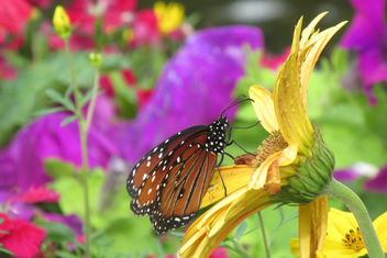 Butterfly Garden - image #361481 gratis