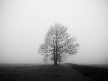 Eik in de mist - Kostenloses image #363271