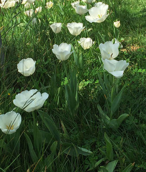 Turkey (Istanbul) White Tulips - Free image #363491