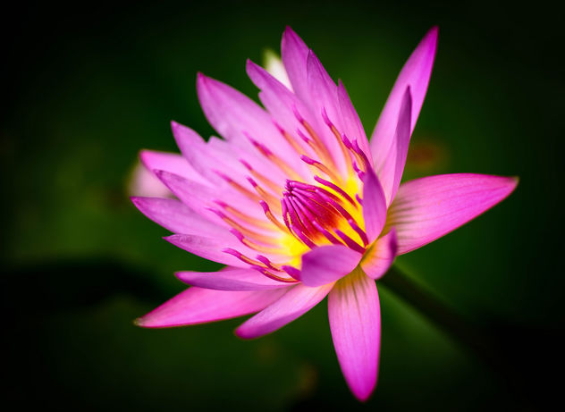 Lotus - image gratuit #363641 