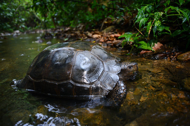 Manouria emys, Asian forest tortoise - Kaeng Krachan National Park - Kostenloses image #363791