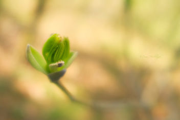 Growth cycle starts in spring - бесплатный image #363971