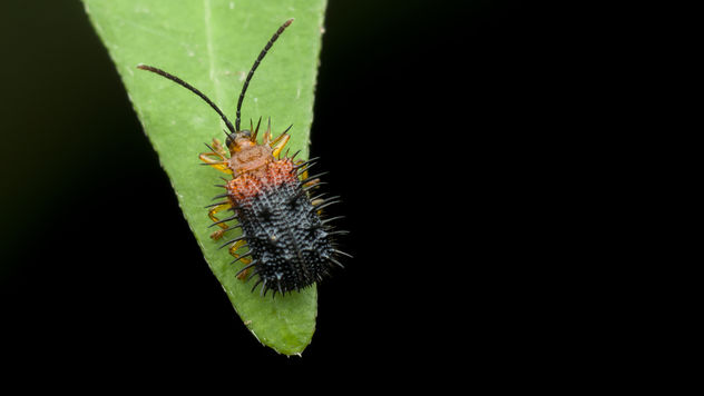 Spiky yet cute beetle - бесплатный image #365091