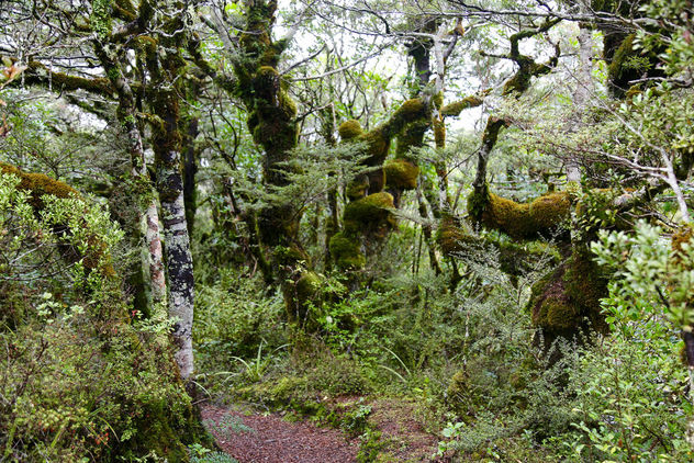 Middle Earth Tongariro National park Bush - бесплатный image #365491