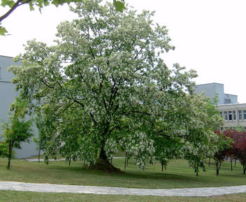 Turkey (Istanbul) Huge Pseudo acacia tree - бесплатный image #365501