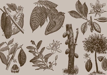 Cocoa Beans - Free vector #365961