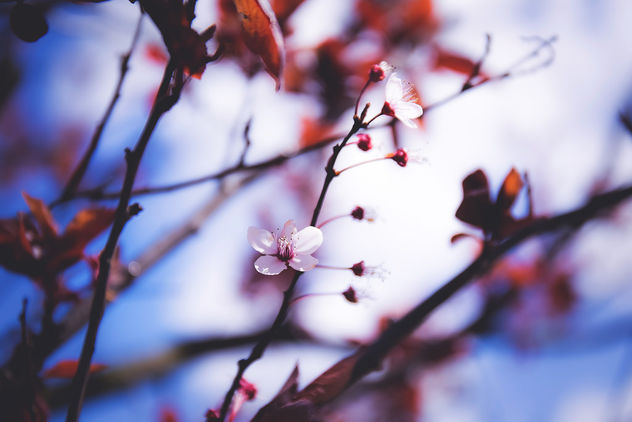 Blooming tree - image #366001 gratis
