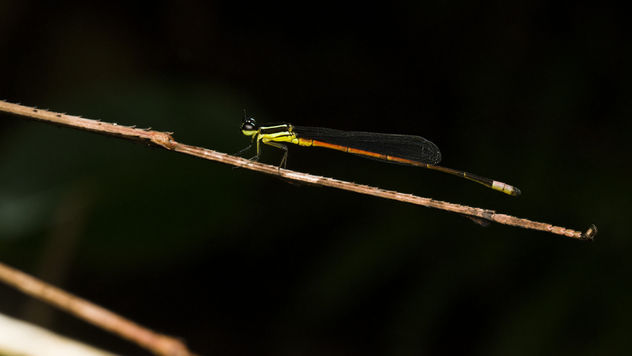 A damselfly that resting on a stick insect leg - image #366191 gratis