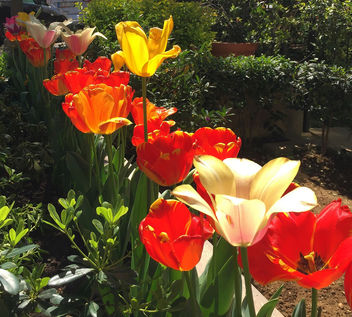 Turkey (Istanbul)- Tulips - image gratuit #366671 