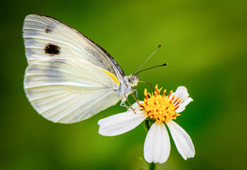 Butterfly - image #370641 gratis